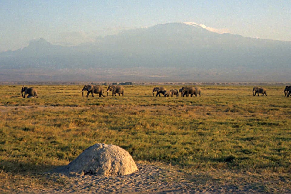 Amboseli