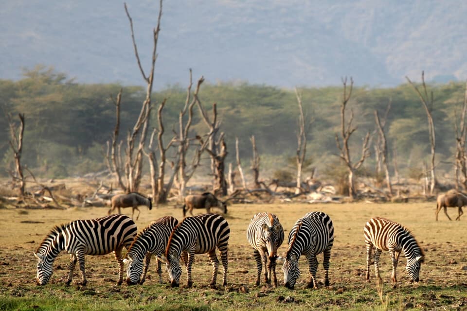 Karibu Tanzania — Serengeti, Ngorongoro, Tarangire, Lake Manyara