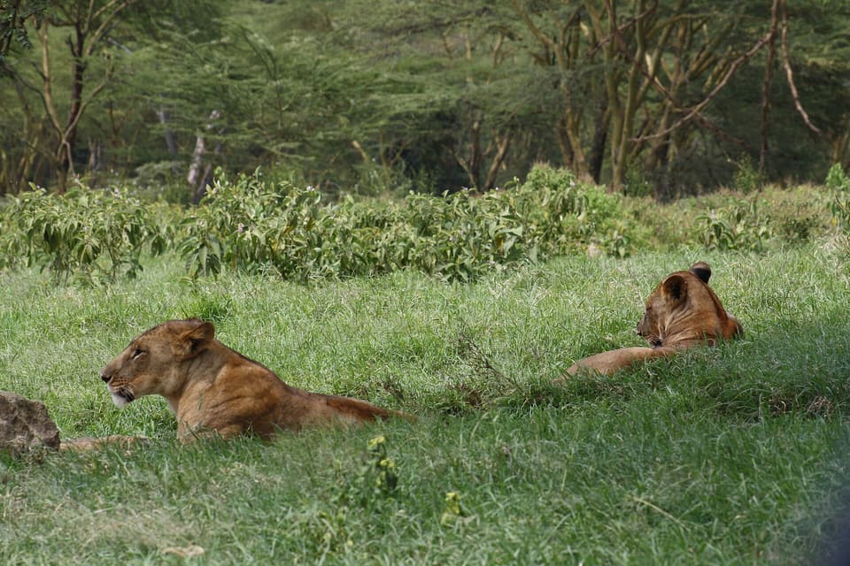 The Migration Highlights — Maasai Mara, Amboseli, Lake Nakuru, Serengeti