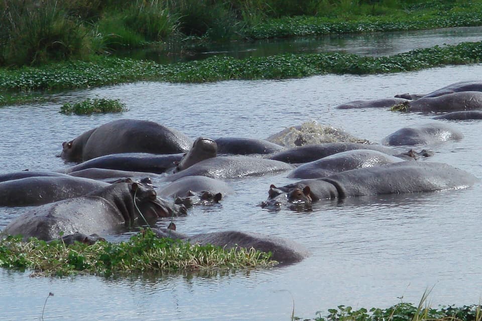 The Great Migration Odyssey — Serengeti, Ngorongoro, Tarangire, Lake Manyara