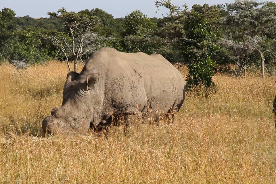 Awesome Kenya — Maasai Mara, Lake Nakuru, Aberdare