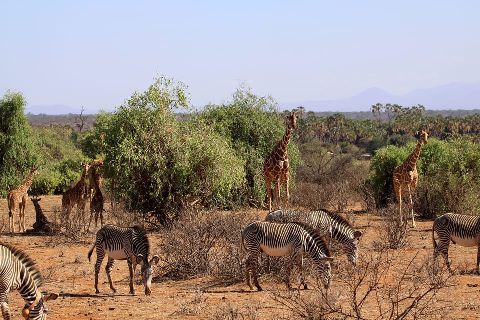 The Northern Splendor — Samburu, Ol Pejeta, Lewa, Loisaba