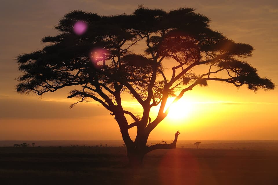 Serengeti