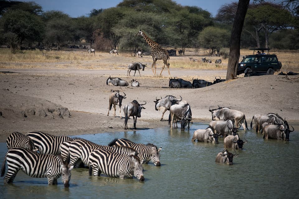 Tarangire