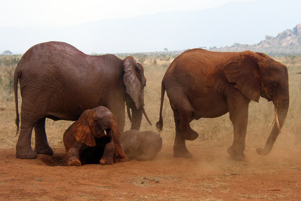 The Majestic South Safari — Amboseli, Tsavo West, Tsavo East, Mombasa